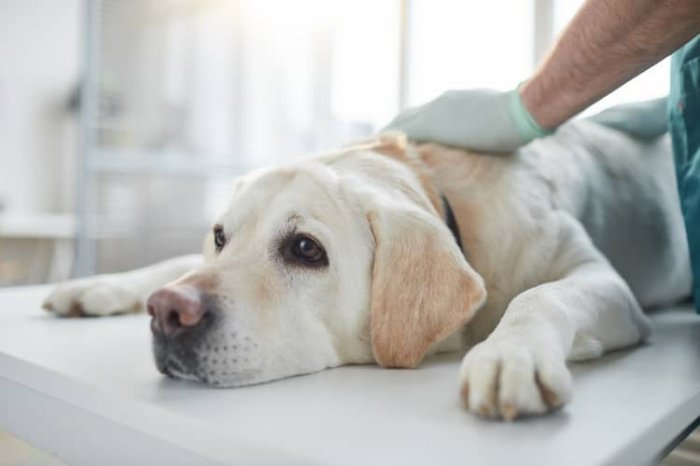 Diagnostika dysplázie – vyšetrenie psa