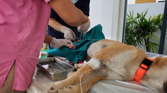 Kastrovanie psa u veterinára