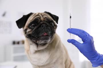 Očkovanie psa