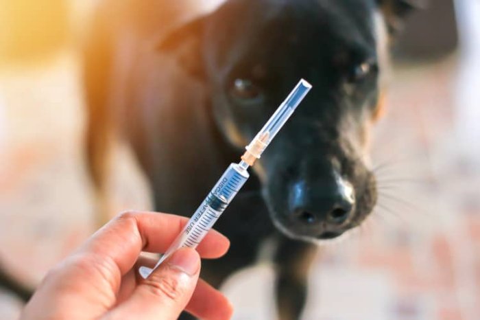Očkovanie psa proti besnote