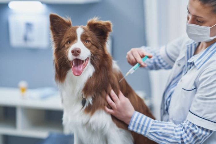 Prečo je očkovanie psa dôležité
