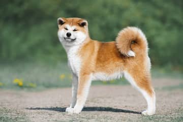 Akita Inu