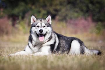 Aljašský malamut – povaha, starostlivosť, výcvik, skúsenosti, choroby