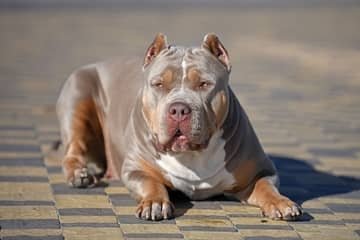 American Bully