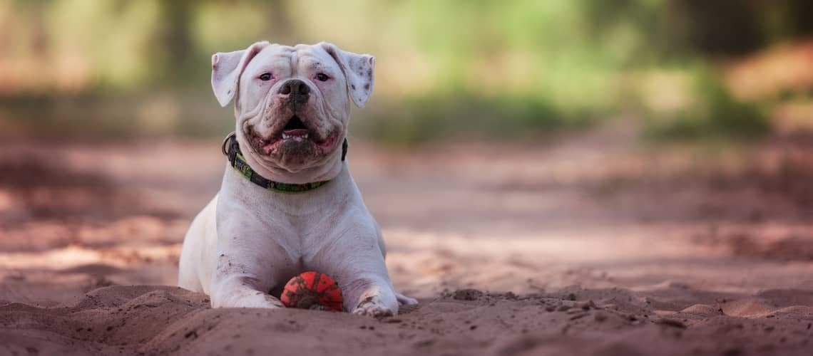 Americký buldog