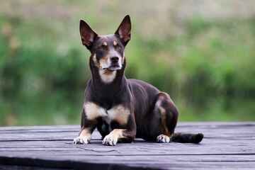 Austrálska kelpia – povaha, starostlivosť, výcvik, skúsenosti, choroby