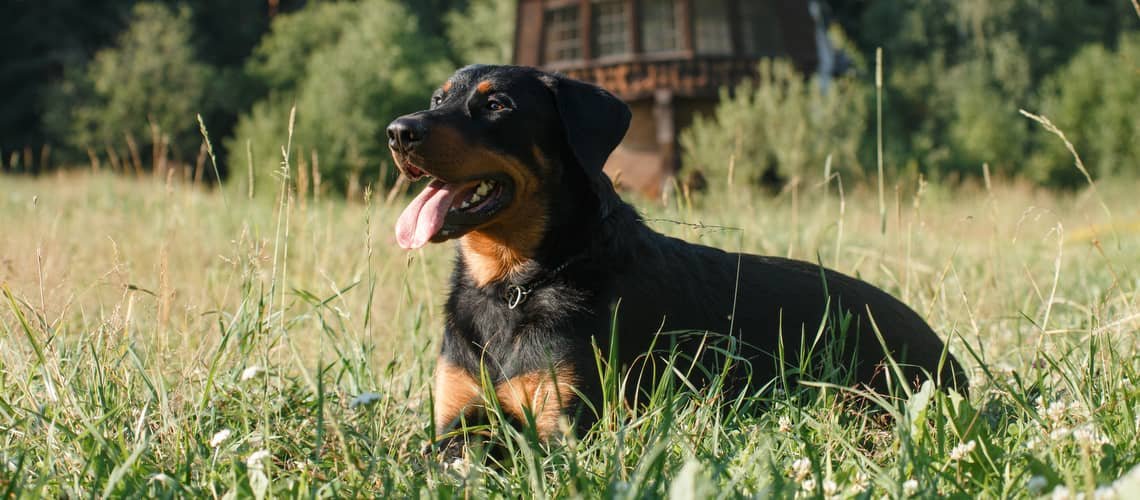 Beauceron