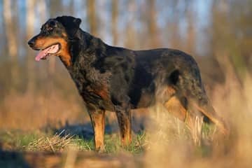 Beauceron – povaha, starostlivosť, výcvik, skúsenosti, choroby
