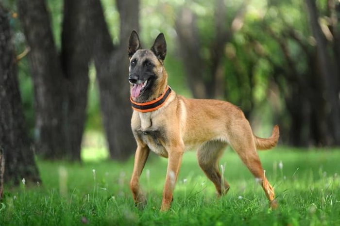 Belgický ovčiak Malinois