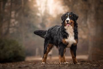 Bernský salašnícky pes – povaha, starostlivosť, výcvik, skúsenosti, choroby
