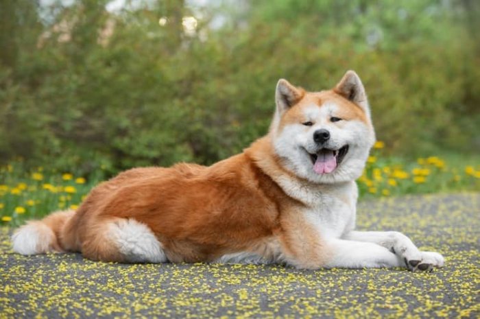 Akita-inu