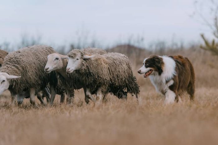 Border kólia s ovcami