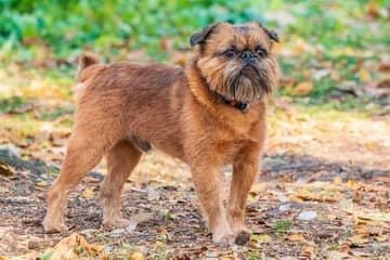 Bruselský grifón – povaha, starostlivosť, výcvik, skúsenosti, choroby