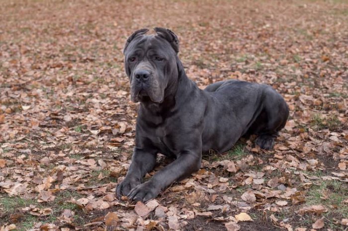 Dospelý Cane Corso