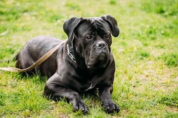 Cane Corso