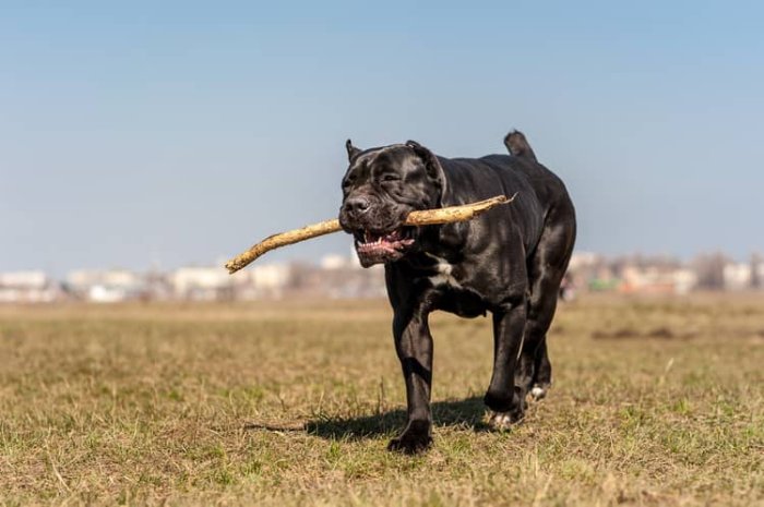 Cane Corso výcvik