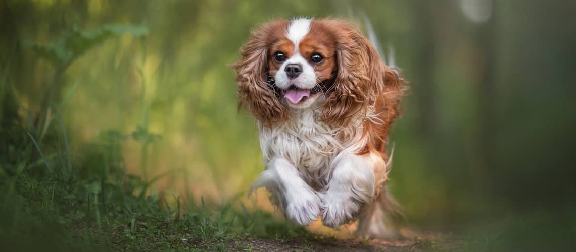 Cavalier King Charles Španiel