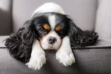 Cavalier King Charles Španiel