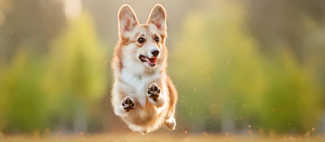 Corgi