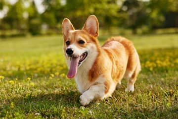 Corgi