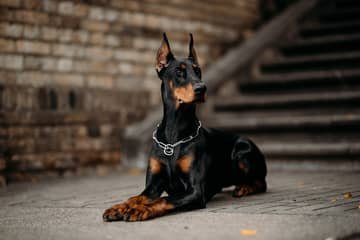 Doberman – povaha, starostlivosť, výcvik, skúsenosti, choroby