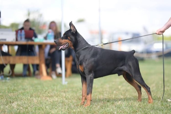 Doberman výcvik