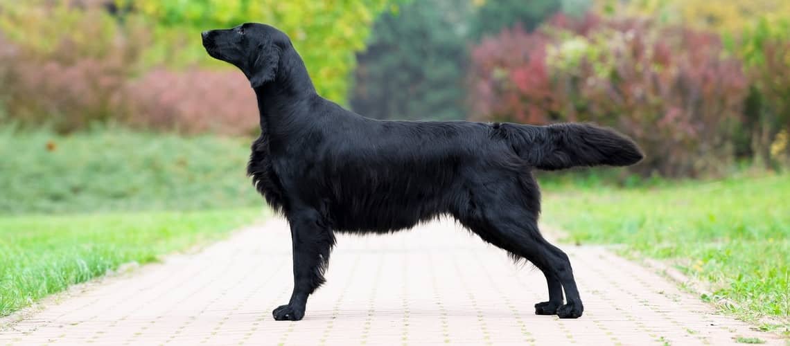 Flat coated/hladkosrstý retriever