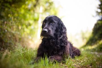 Flat coated/hladkosrstý retriever – povaha, starostlivosť, výcvik, skúsenosti, choroby