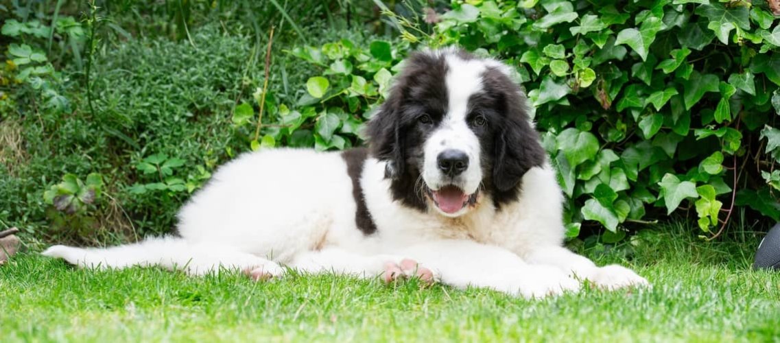 Landseer