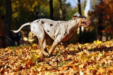 Louisianský leopardí pes – povaha, starostlivosť, výcvik, skúsenosti, choroby