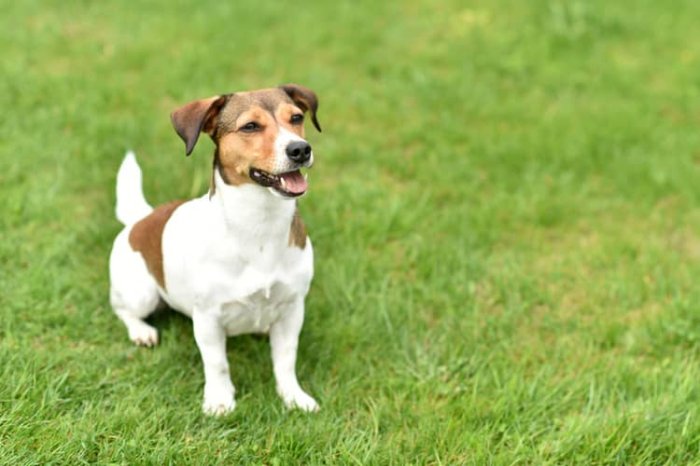 Jack Russell teriér