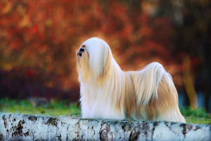 Lhasa Apso