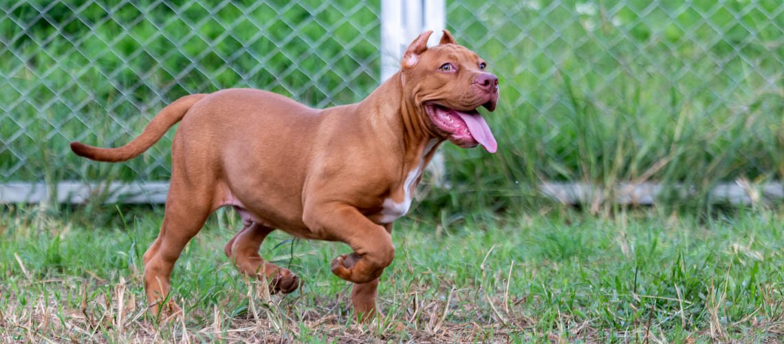 Pitbull/Americký pitbulteriér