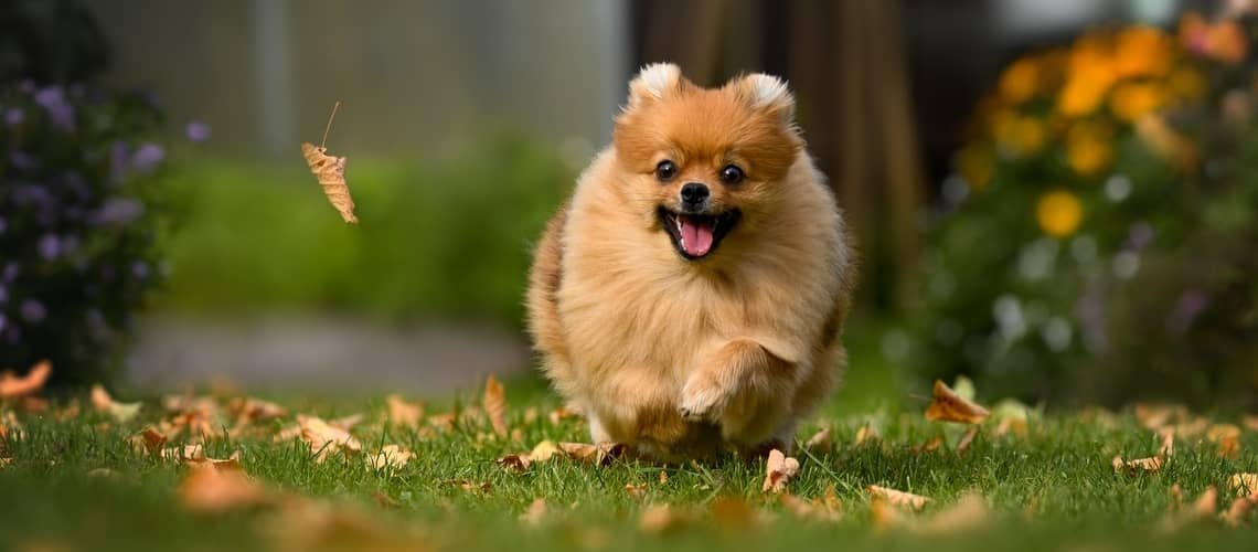 Pomeranian