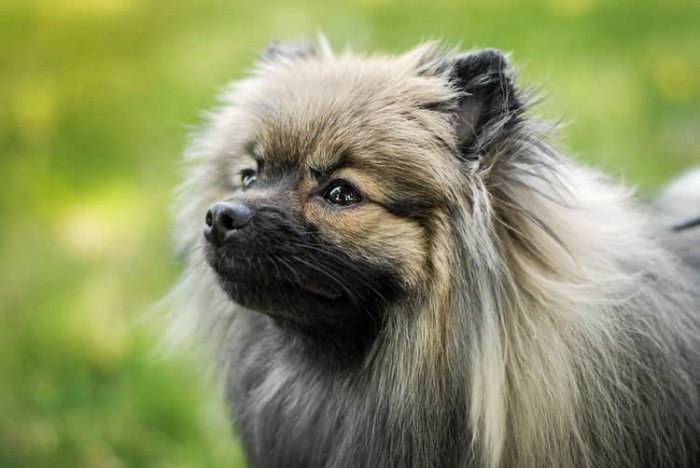 Pomeranian zdravie