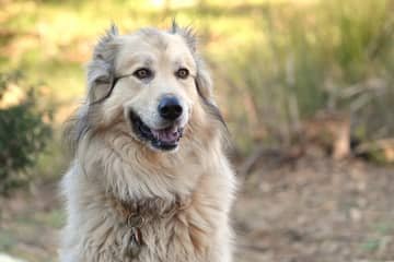 Pyrenejský horský pes – povaha, starostlivosť, výcvik, skúsenosti, choroby