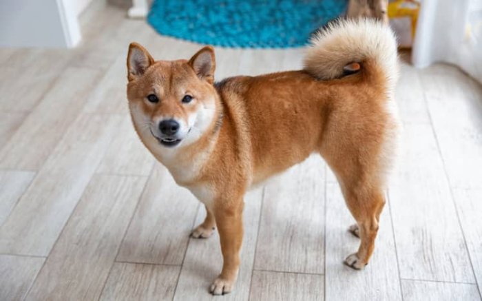 Shiba Inu do bytu či do domu?