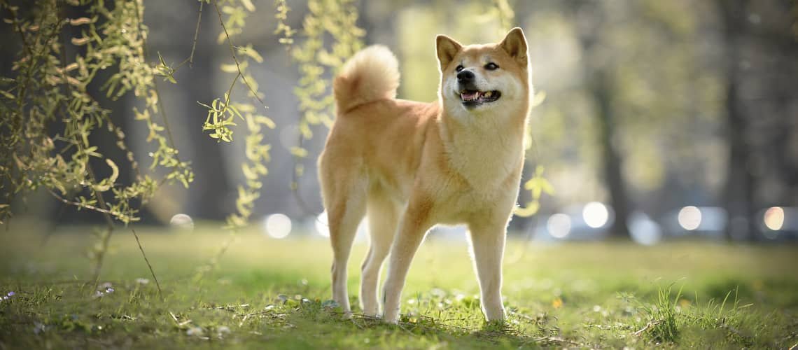 Shiba Inu