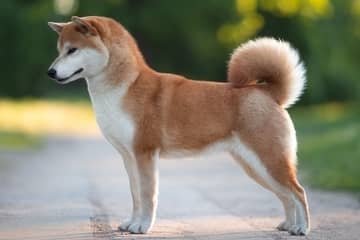 Shiba Inu