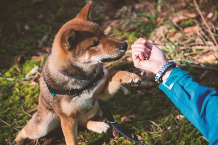 Shiba Inu výcvik