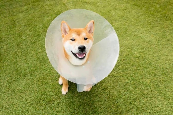 Shiba Inu zdravie