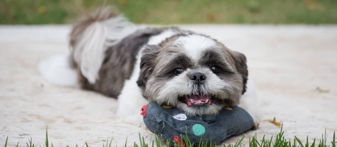 Shih tzu