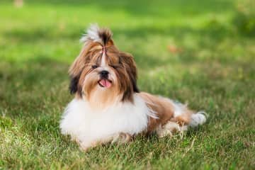 Shih tzu