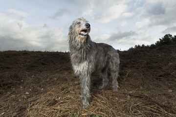 Škótsky jelení pes/Deerhound – povaha, starostlivosť, výcvik, skúsenosti, choroby