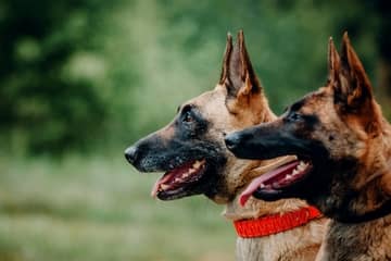 Najlepšie strážne psy – strážne plemená psov