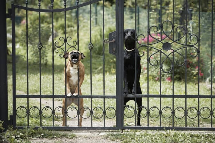 Strážne psy – vlastnosti