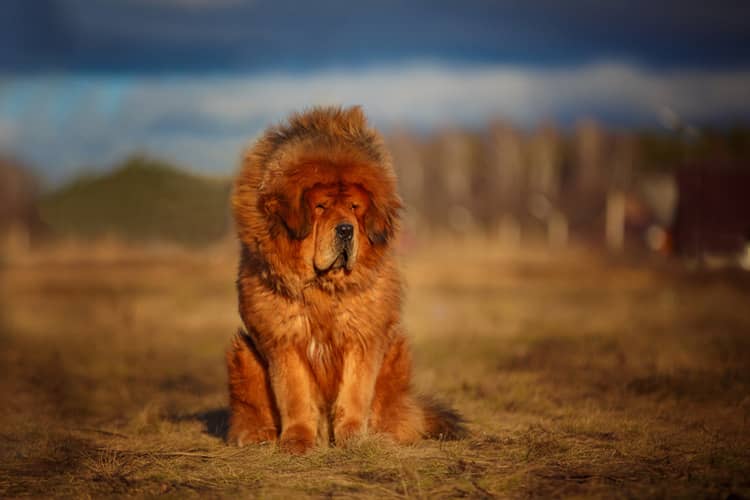 Tibetská doga