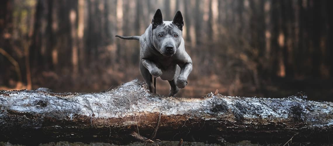 Thajský ridgeback