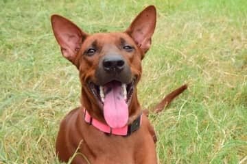 Thajský ridgeback – povaha, starostlivosť, výcvik, skúsenosti, choroby