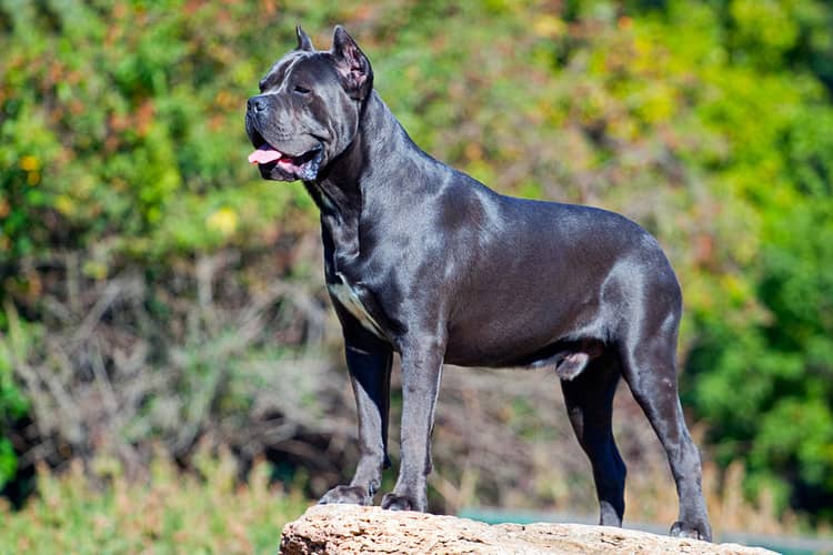 Cane Corso